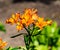 Flowers from Wanaka New Zealand; Alstroemeria aurea, Orange King, Yellow Alstroemeria.