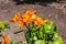 Flowers from Wanaka New Zealand; Alstroemeria aurea, Orange King, Yellow Alstroemeria.