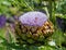 Flowers from Wanaka New Zealand; Artichoke `Green Globe` bloom.