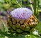 Flowers from Wanaka New Zealand; Artichoke `Green Globe` bloom.