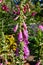 Flowers from Wanaka New Zealand; Foxglove plants Digitalis purpurea