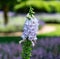 Flowers from Wanaka New Zealand; Foxglove plants Digitalis purpurea