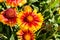 Flowers from Wanaka New Zealand; Gaillardia pulchella, Firewheel blanket flower. Indian blanket flower, yellow and red flower,