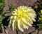 Flowers from Wanaka New Zealand; Giant Ball Dahlia Boom Boom Lemon ice.