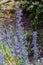 Flowers from Wanaka New Zealand; Snake head, Echium Vulgare