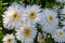 Flowers from Wanaka New Zealand; White Daisies