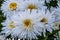 Flowers from Wanaka New Zealand; White Daisy