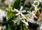 Flowers from Wanaka New Zealand; White evergreen climbing plant.