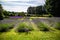 Flowers from Wanaka Otago New Zealand; Rows of Lavender field with a backdrop of mountain range and evergreen trees.