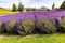 Flowers from Wanaka Otago New Zealand; Rows of Lavender field with a backdrop of the Southern Alps.