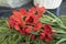 Flowers on war monument. Flowers on grave of soldier. Remembrance ceremony