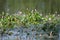 Flowers of Water Smartweed