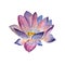 Flowers watercolor illustration. A tender purple Lotus on a white background.