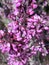 Flowers of Western redbud, California redbud, Cercis occidentalis