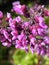 Flowers of Western redbud, California redbud, Cercis occidentalis