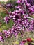 Flowers of Western redbud, California redbud, Cercis occidentalis