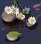 flowers, Wet camomiles on stones for Spa