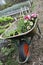 Flowers in wheelbarrow. Conceptual image shot
