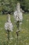 Flowers of white asphodel