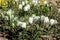 Flowers white bells on a flowerbed