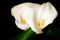 Flowers of white calla (Zantedeschia) on a black background