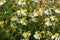 flowers of white chamomile ideal for the preparation of herbal a