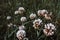 Flowers of white clower Trifolium repens in a lawn