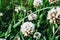 Flowers of white clower Trifolium repens in a lawn