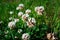 Flowers of white clower Trifolium repens in a lawn