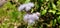Flowers white, clustered in corona virus like clusters