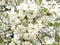 Flowers white color apple tree branch blossoms in summer day