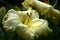 Flowers of almost white day lily.