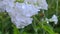 Flowers of White Hydrangea Closeup.
