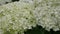 Flowers of White Hydrangea Closeup. the Movement of the Camera Along the Large White Flowers and Hydrangeas.