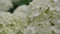 Flowers of White Hydrangea Closeup. the Movement of the Camera Along the Large White Flowers and Hydrangeas.