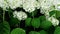 Flowers of white hydrangeas in raindrops