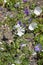 Flowers of white musk mallow or malva moschata alba in summer