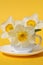 Flowers of a white narcissus stand in a white cup on a yellow background.