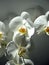Flowers of white orchids in a ray of sunlight
