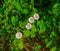 Flowers white pink convolvulus on the edge of the forest