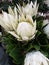 Flowers white protea native south africa