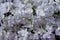 Flowers white Syringa lilac background close-up texture wallpaper. White lilac many flowers inflorescences petals