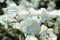 Flowers of white Turkish clove close-up.