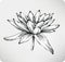 Flowers white water lily hand drawing