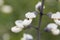 Flowers of a white wild indigo, Baptisia alba