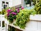 Flowers in white wooden beds. Flower beds near the cafe