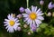 Flowers of wild aster 3