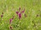 Flowers of wild-growing plant cowwheat (lat. Melampyrum arvense)