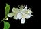 Flowers of wild jasmine 8