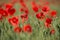 Flowers Wild Red poppies blossom on field. Beautiful field red poppies with selective focus. Red poppies in soft light. Opium pop